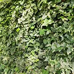 En