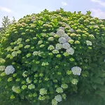 En 펜션 리바데오