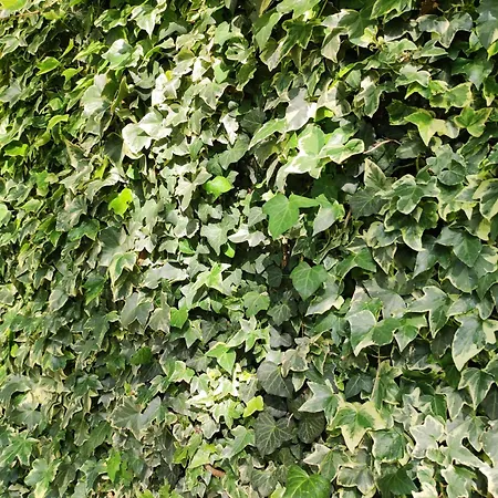 En